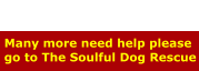 The Soulful Dog Rescue Many more need help please go to The Soulful Dog Rescue
