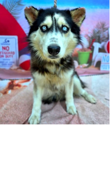 Kaylie may be barely  even a year old,  but she clearly did not get  an appropriate amount   of care as a puppy ID: 25-09-11-00003