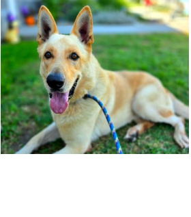 Tofu is a 4 Year Old Neutered Male German Shepherd Needs Rescue By 11/05/2025 Tofu arrived to the shelter as a stray A743256