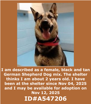 I am described as a female, black and tan German Shepherd Dog mix. The shelter thinks I am about 2 years old. I have been at the shelter since Nov 04, 2025 and I may be available for adoption on Nov 12, 2025  ID#A547206