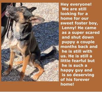 Hey everyone!  We are still  looking for a  home for our  sweet foster boy,  Lenny! He came  as a super scared  and shut down  puppy a couple  months back and  he is still with  us. He is still a  little fearful but  he is such a  happy guy and  is so deserving  of his forever  home!