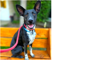 Meet Disco Cowboy, the only thing  cuterthan thosed  ears are the  cow-print boots he’s struttin! He is 9 Months Old, German Shepherd/ Australian Cattle  Dog Mix!