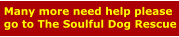 Many more need help please go to The Soulful Dog Rescue