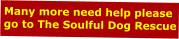 Many more need help please go to The Soulful Dog Rescue