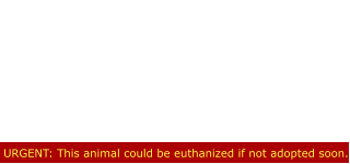 URGENT: This animal could be euthanized if not adopted soon. Maggie is Urgent Listed This beautiful girl is urgent listed  because she is declining in the  Shelter environment and isn’t coping   well at all!! Dogs on this list, if not adapted quickly, will end up on the  euthanasia list!!