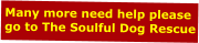 Many more need help please go to The Soulful Dog Rescue