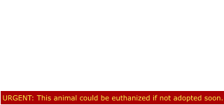 URGENT: This animal could be euthanized if not adopted soon. Maggie HAS TIL 2/11 This beautiful girl is  is now  scheduled to be killed on 2/11 because she is declining in the  Shelter environment and isn’t coping   well at all!!