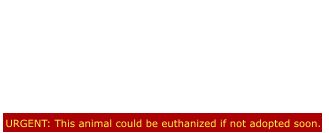 URGENT: This animal could be euthanized if not adopted soon. We are now trying to find a home for a male  that came in with her.His name is Roco Urgent Listed for SPACE!!!  Roco didn't do anything wrong!  The shelter will kill him  simply for Space!!! Please save him!