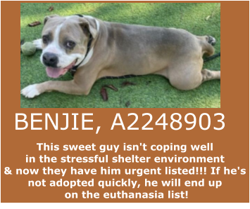 This sweet guy isn't coping well  in the stressful shelter environment  & now they have him urgent listed!!! If he's  not adopted quickly, he will end up  on the euthanasia list!    BENJIE, A2248903