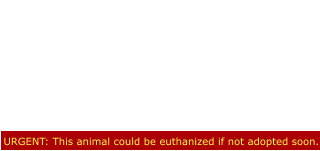 URGENT: This animal could be euthanized if not adopted soon. Bert is on borrowed time!! He needs  adopted quickly before ending up on the  Euthanasia List!!! Look at this beautiful  German shorthaired pointer!! Why is this  handsome boy still in the shelter  since 8/25?! He is coming up to be on the  euthanasia list. He is a good boy and  needs a loving Forever home