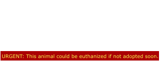 URGENT: This animal could be euthanized if not adopted soon. URGENT!!!!! Robin is now scheduled  to die on 3/16!!! She is such a sweet girl &  needs saving, not a death sentence!!!   ROBIN, A2256548 - FEMALE, WHITE  AND BLACK AMERICAN BULLDOG