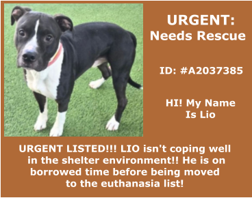 URGENT:  Needs Rescue   ID: #A2037385 HI! My Name  Is Lio URGENT LISTED!!! LIO isn't coping well  in the shelter environment!! He is on  borrowed time before being moved  to the euthanasia list!