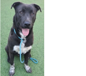 URGENT:  Needs Rescue   ID: A2244313 Update: He has  been transferred  to West Valley  Shelter to be  reassessed and   is off the  euthanasia list  for now, but  still needs saving