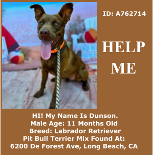 ID: A762714  HI! My Name Is Dunson. Male Age: 11 Months Old  Breed: Labrador Retriever Pit Bull Terrier Mix Found At:  6200 De Forest Ave, Long Beach, CA HELP ME