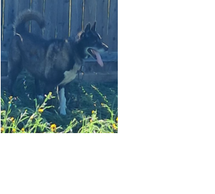 Looking for  any good  home  before we  need  to euthanize Shadow ID: 26-10-04-00301 Madera County Madera, California Laura M: 559-718-9951
