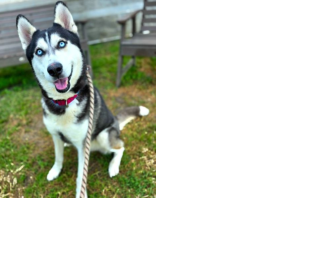 HI! My Name  Is Sonic  10 Months  Old, Male  Breed: Siberian  Husky  Found At:  17924  San Gabriel Ave,  Cerritos, CA ID: #A768628 Intake Date: 10/19/2026 Orange County Tustin, California 92782